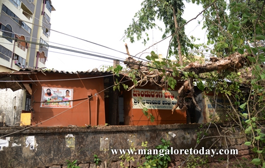 peepal tree karangalpady
